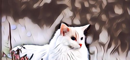 Jenis Kucing yang Pernah Dipelihara Rosulullah SAW dan Kenapa Hewan Ini Istimewa di Mata Islam