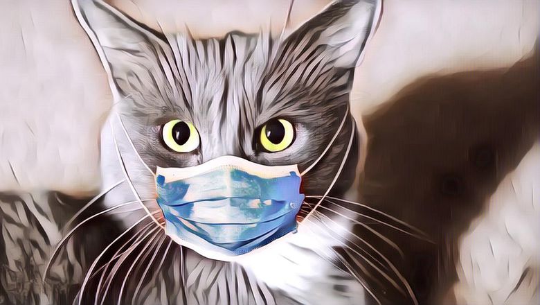 FYI, Ada Aplikasi untuk Mengetahui Kondisi Kesehatan Kucing Lho!