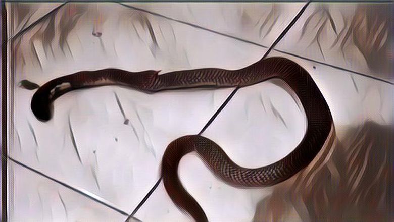 4 Cara Bedakan Ular Sungguhan dengan Ular Jadi-jadian yang Masuk ke Rumah