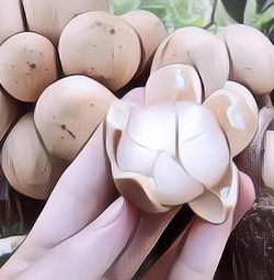 Lagi Musim, Berikut Kandungan Nutrisi dan Vitamin Buah Duku