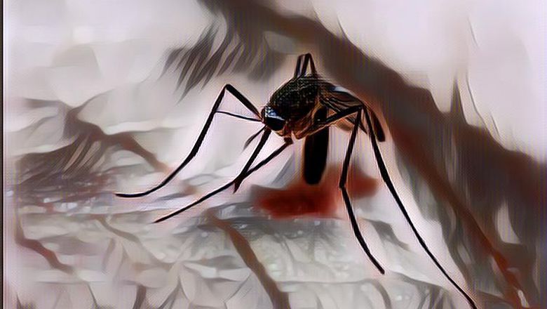 5 Fakta tentang Anopheles, Penyebab Malaria yang Diduga Membunuh Prajurit TNI di Papua
