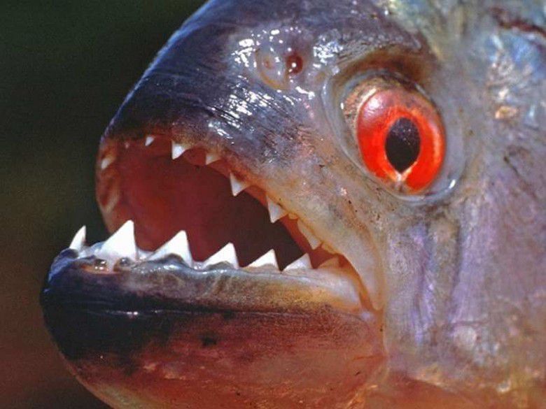 Piranha