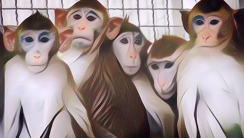 Waduh! Tiongkok Kekurangan Monyet untuk Bahan Penelitian Ilmiah, Gimana Nih?