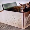 Alasan Kenapa Kucing Suka Banget Mainin Boks, Ternyata Karena Ini