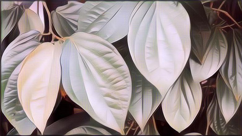 Khasiat Daun Sirih Untuk Binatang Kesayangan