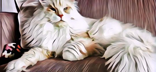 Foto Kucing Lucu Ini Bakal Buat Kamu Mikir, Gede Banget Cuy!