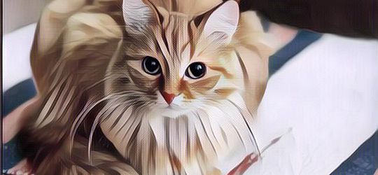 Kucing Ini Jilati Ketiak Pemiliknya, Endingnya Tak Terduga