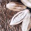 Terdengar Mirip, Sebenarnya Apa Si Perbedaan Cocoa dan Cacao?