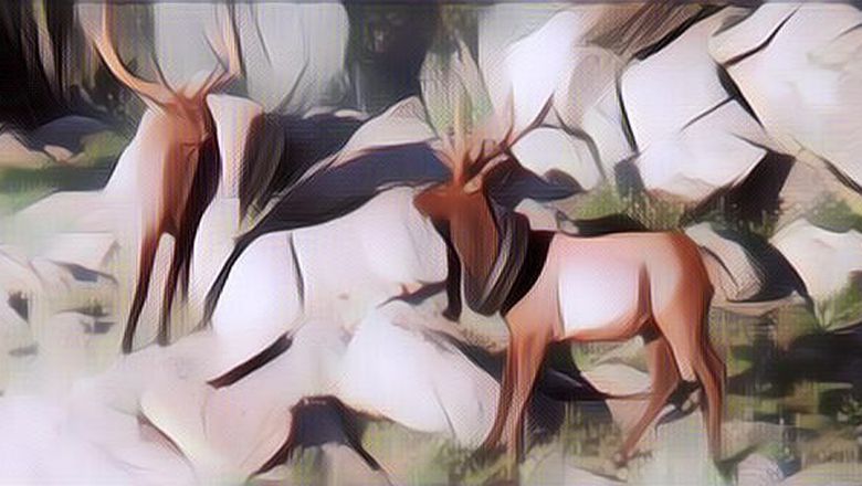 Akhirnya Ban yang Telah Dua Tahun Berada di Leher Rusa Bisa Lepas