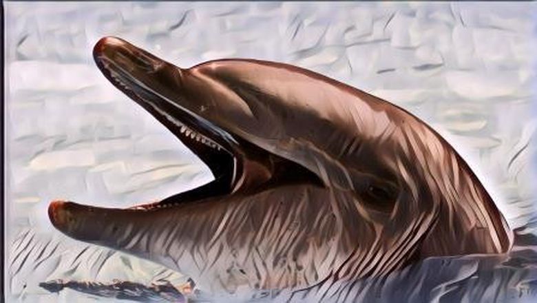 Perilaku Lumba-Lumba, Selama Ini Mereka Dinilai Cerdas Nyatanya ...