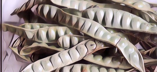 Gak Nyangka! Meski Bau, Pete Ternyata Kaya Nutrisi, Apa Saja Kandungan Gizinya?