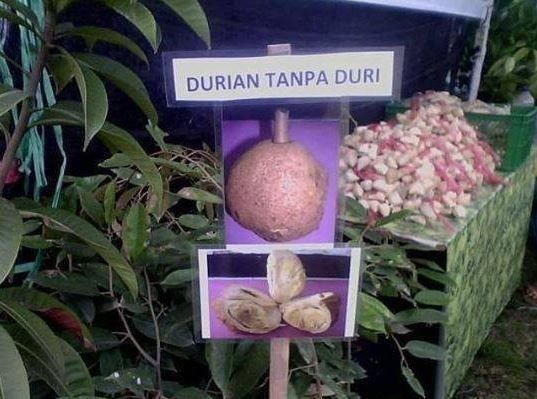 6. Nggak cuma bandeng aja yang tanpa duri, sekarang ada juga loh yang jual durian tanpa duri. Ada-ada aja deh!