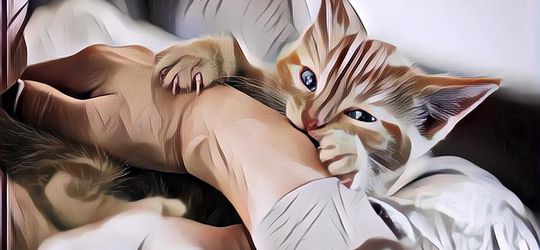 Cara Membelai Kucing yang Benar di Beberapa Bagian Tubuhnya, Begini Kata Sains