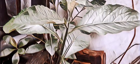 Faedah dan Cara Merebus Daun Afrika Buat Diabetes dan Kesehatan