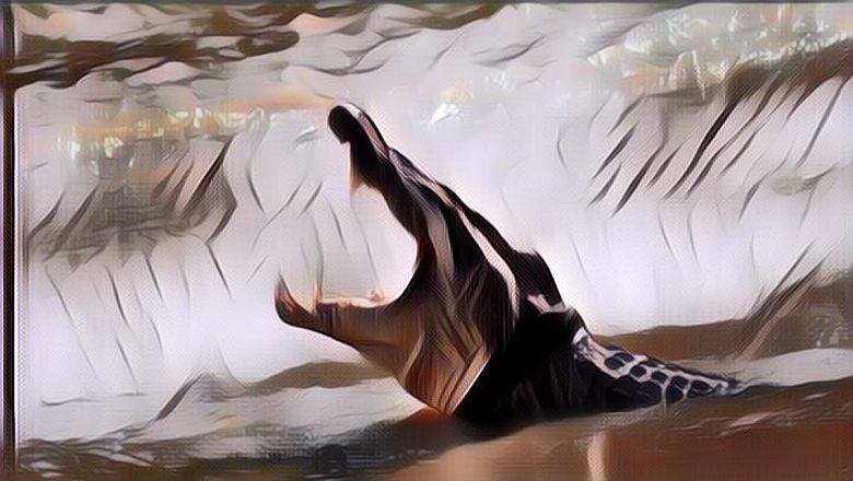 Deretan Spesies Buaya Yang Terbesar di Dunia, Bikin Ngeri