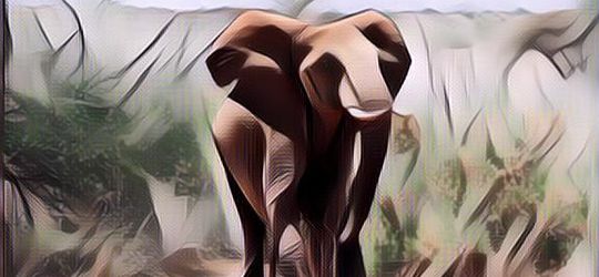 5 Hewan Ini Bisa Berumur Panjang Banget, Bahkan Lebih dari 100 Tahun!