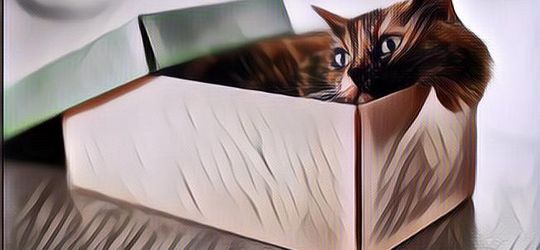 Alasan Kenapa Kucing Suka Banget Mainin Boks, Ternyata Karena Ini