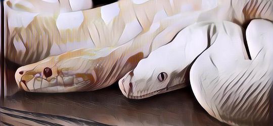 Arti Mimpi Memelihara Ular Menurut Primbon Jawa