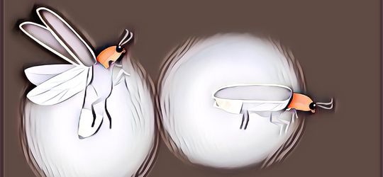 Ternyata Cahaya yang Menyala pada Kunang-Kunang Ada Fungsinya! Apa Itu?