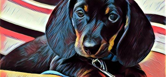 Anak-anak Anjing ini Bermain-main dengan Sapu. Lucu Banget!!