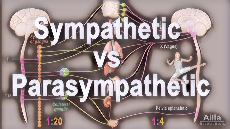 Apa Itu Parasympathetic Nervous System dan Fungsinya untuk Tubuh Kita?
