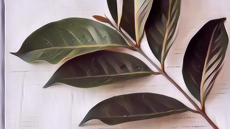 Manfaat Daun Salam yang Jarang Dipedulikan untuk Diabetes, Dijamin Cespleng