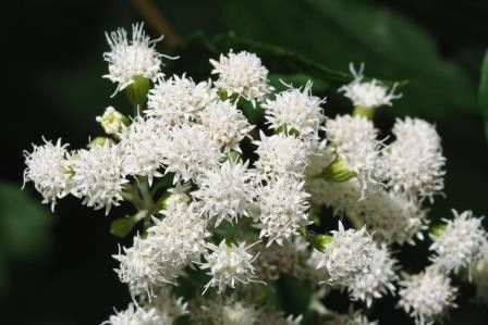 5. White snakeroot (Ageratina altissima)