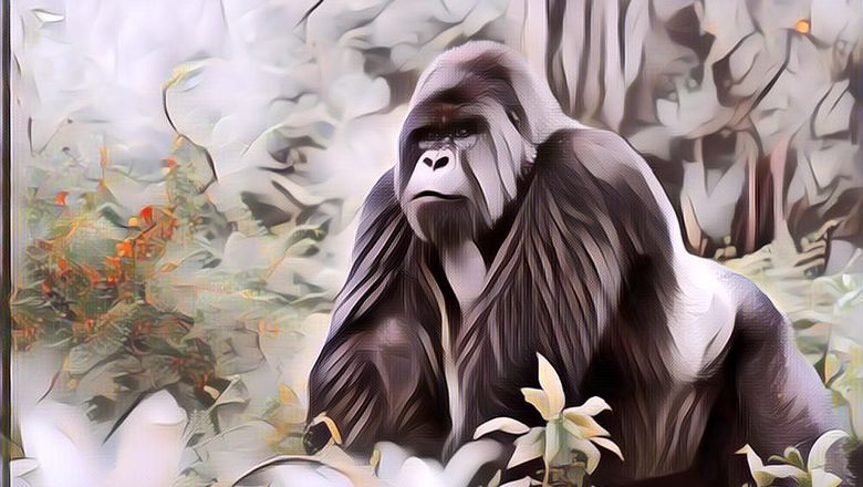 Menarik Banget, Ternyata Ini 4 Fakta Tentang Gorila yang Belum Banyak Orang Tahu