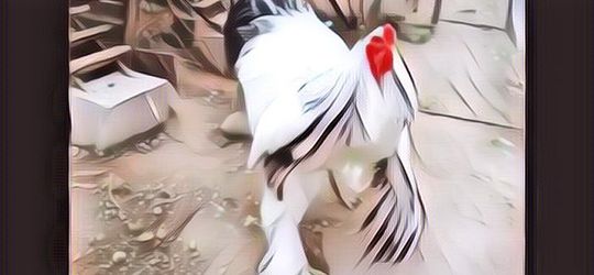 Ayam Ini Tingginya Capai 1 Meter, Wooww..