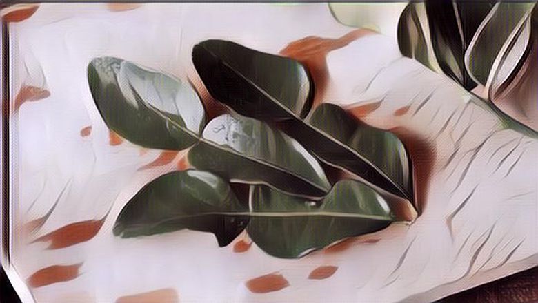 Gak Cuma Bikin Sedap Masakan, Berikut 7 Manfaat Daun Jeruk Purut untuk Kesehatan