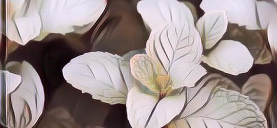 7 Macam Dedaunan Yang Biasa Dimanfaatkan Buat Pengobatan Herbal