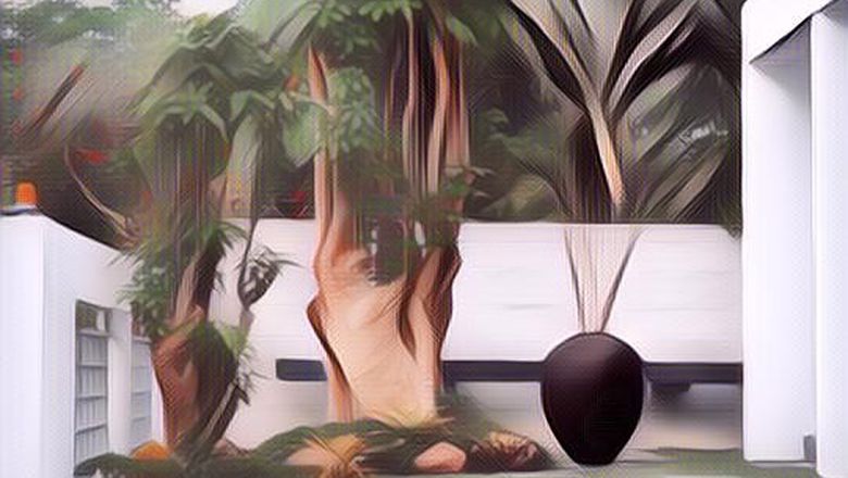 Pohon di Halaman Rumah yang Bisa Bikin Sial Penghuni, Tebang dari Sekarang