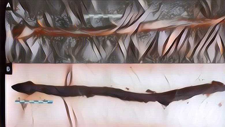 Tongkat Berbentuk Ular Berusia 4.400 Tahun, Diduga Milik Seorang Dukun