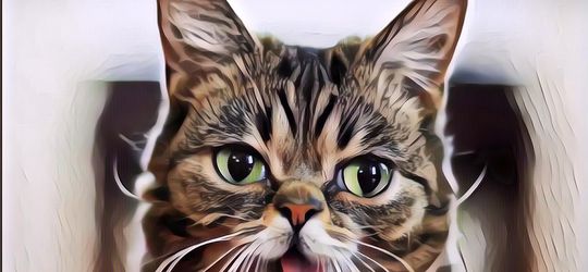 Kucing Terkenal di Internet, Lil Bub Meninggal Dunia