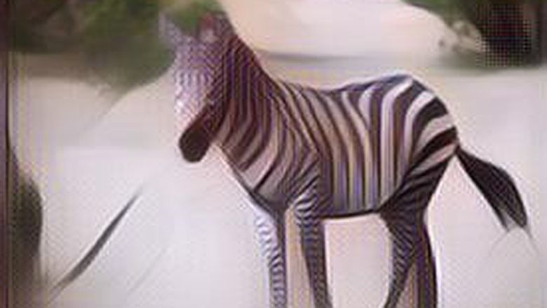 Ternyata, Ini Alasan Kenapa Hewan Zebra Gak Bisa Ditunggangi Seperti Kuda