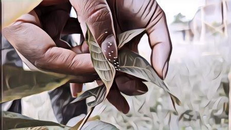 Mekar Setiap 3.000 Tahun Sekali, Inilah Keindahan Udumbara yang Disebut Bunga dari Surga