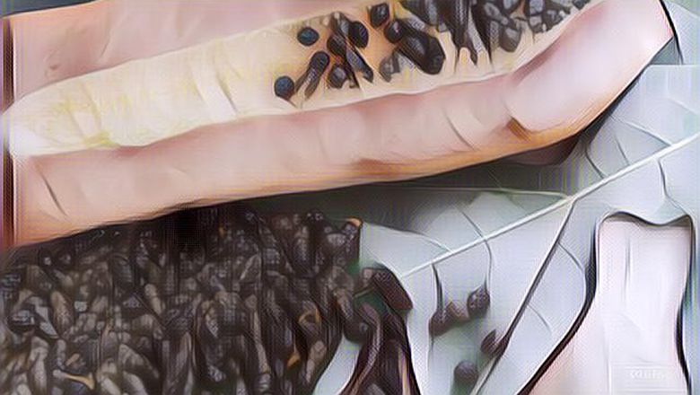 Jarang Diketahui, Ini 5 Manfaat Biji Pepaya