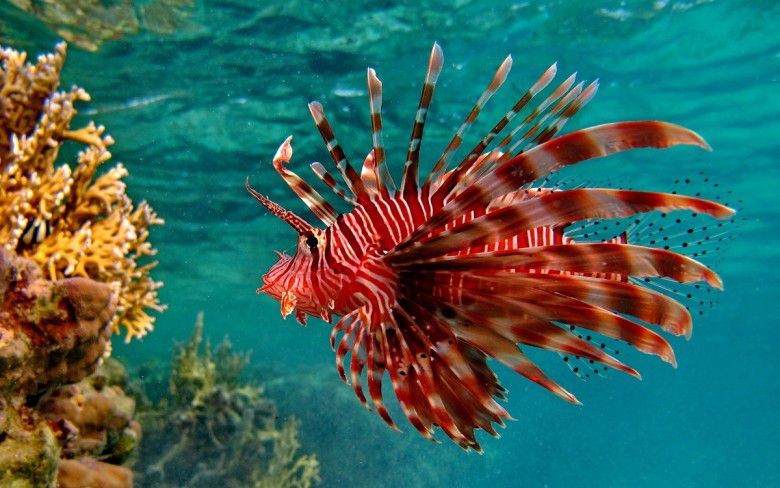 Lion Fish