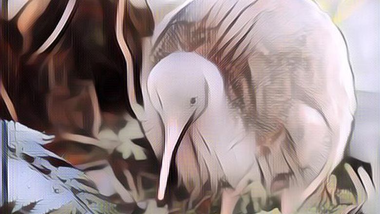 Sudah Tahu Kiwi? Bukan Buah Melainkan Burung yang Tak Bisa Terbang