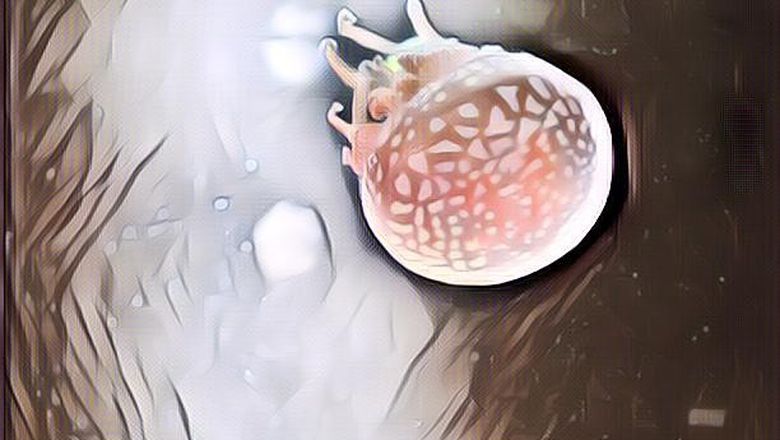 Menikmati Eksotisnya Ubur-Ubur di Seaworld