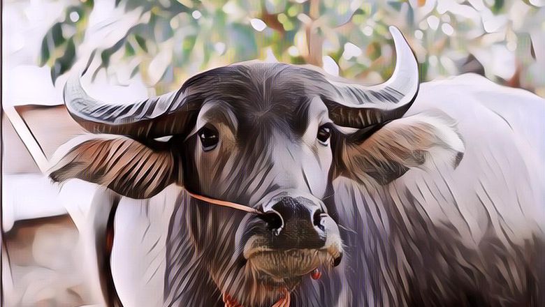 Dijual Seharga Rp500 Juta, Kerbau Ini Diyakini Bisa Antar Arwah Orang Meninggal ke Surga