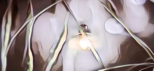 Gak Banyak yang Tahu, Ini Ternyata Fungsi Lampu pada Kunang-Kunang