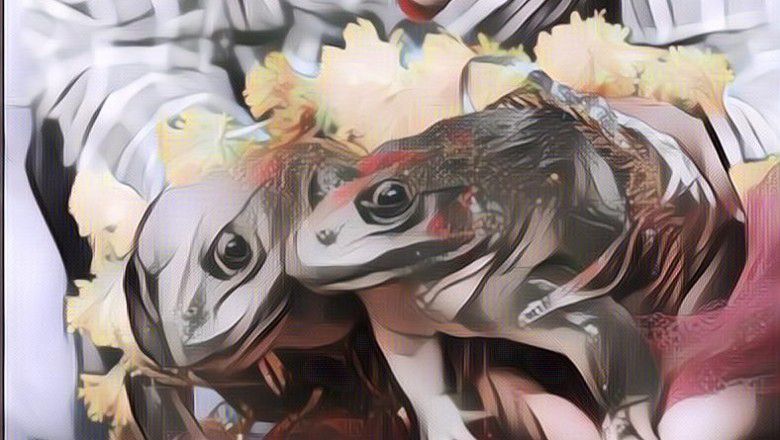 Pernikahan Katak Asal India yang Awalnya Anugrah Berakhir Bencana~