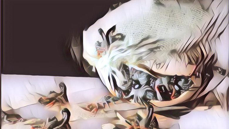 Kengerian Bom Kalajengking, Senjata Biologis Kuno untuk Halau Kekaisaran Romawi