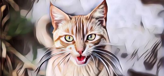 Rekaman CCTV Ini Tunjukkan Penampakan Hantu Kucing yang Bikin Netizen Berdebat, Soalnya Transparan Gitu ...