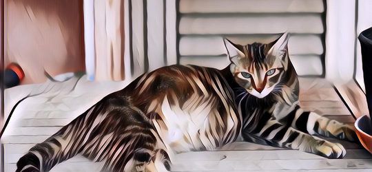 Tanda-tanda Kucing Sedang Hamil Dilihat dari Ciri Fisiknya