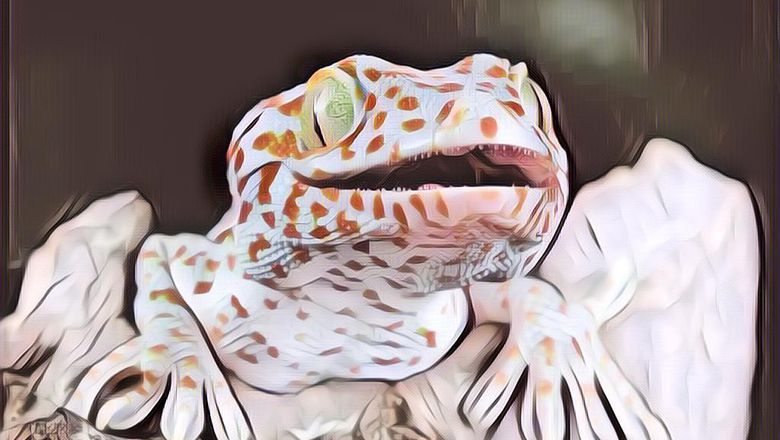 4 Negara yang Impor Tokek dari Indonesia, Harga Jualnya Bikin Kaget!