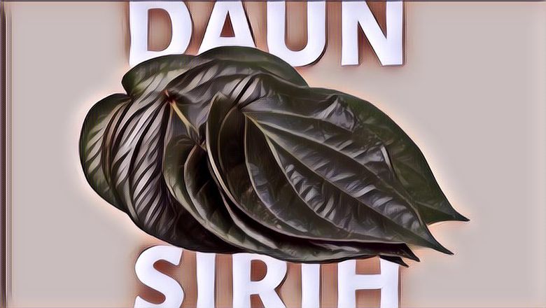 Wajib Tanam Sendiri di Rumah! Berikut 7 Manfaat Daun Sirih yang Luar Biasa