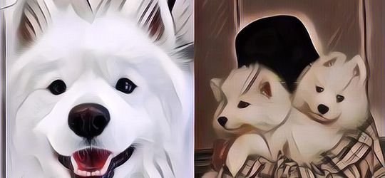 Mengharukan! Anjing Ini Berhasil Hidup Kembali Setelah Dicloning