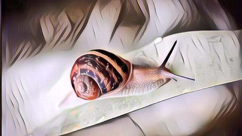 Bak Putri Tidur, Ternyata Siput Bisa Hibernasi Hingga 3 Tahun